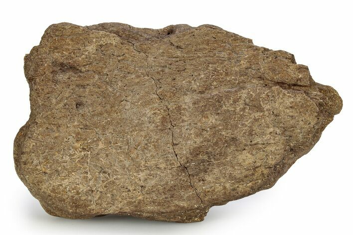 Dinosaur (Triceratops) Frill Shield Section - Wyoming #356930